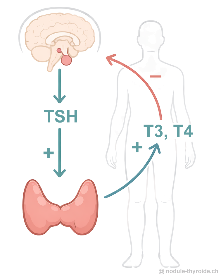 Schéma de la régulation hormonale thyroïdienne : hypophyse, TSH, T3, T4