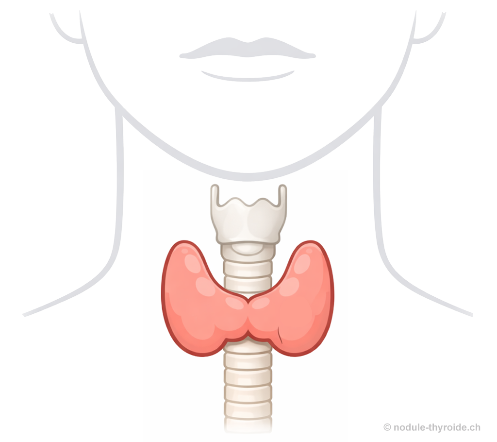 Schéma anatomique de la thyroïde en vue frontale
